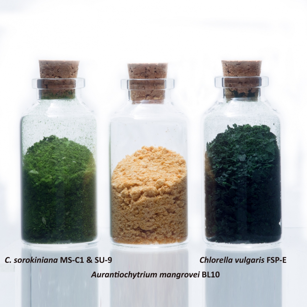 METHOD FOR LOWERING CANNIBALISM RATE IN FISH AND COMPOSITION