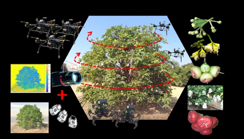 Application of Cyber-Physical Sensing (CPS) 3D Stereo Modeling for Fruit Tree Growth Monitoring