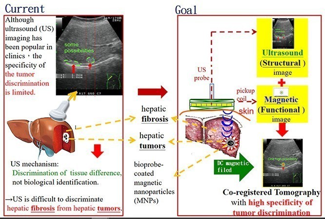 強勢辨識奈米標靶腫瘤的超音波與磁性雙模態造影術