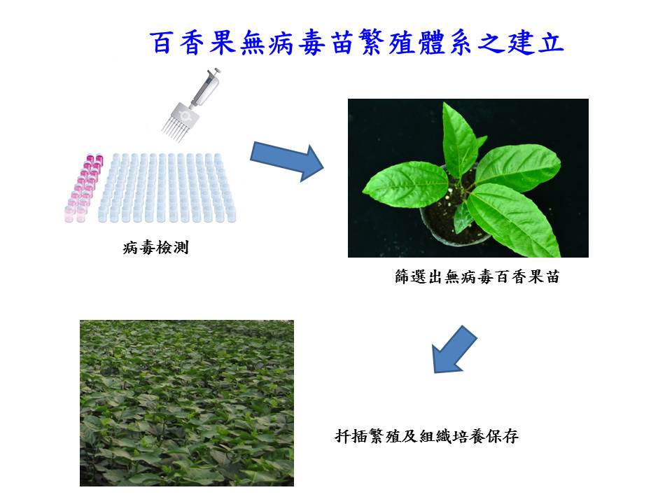 台灣之光！中興大學無病毒苗繁殖技術 助越南晉身百香果大國