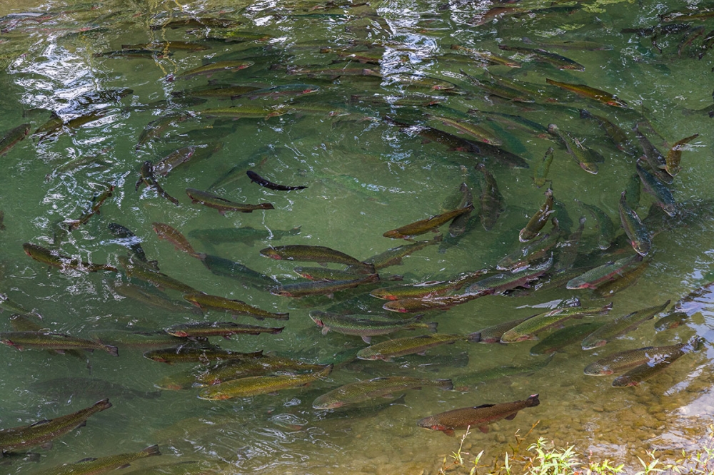 小小魚苗，大大潛能，養殖漁業新能量-智慧魚苗生產系統