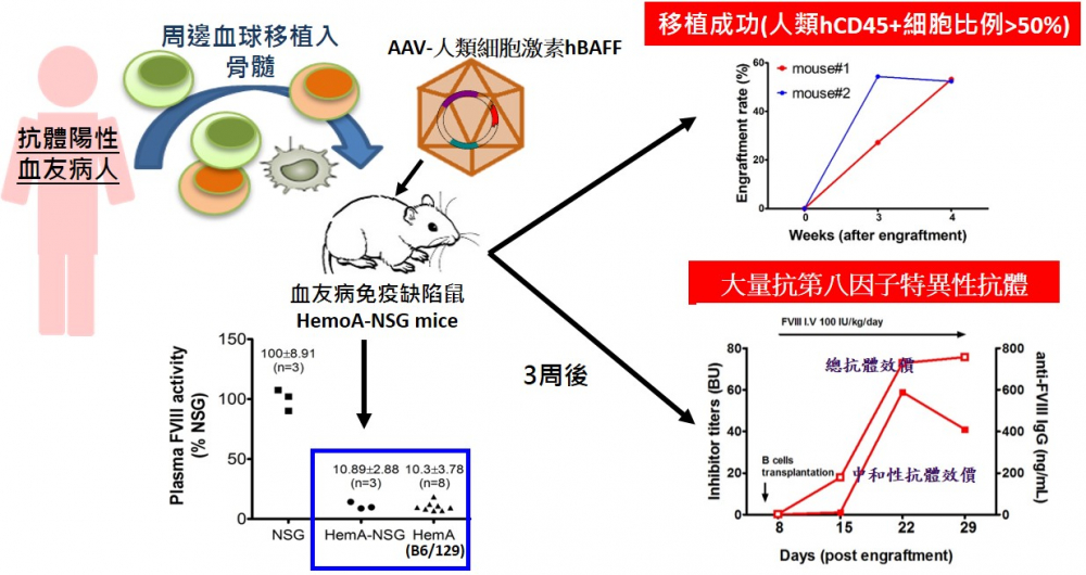 技術搶先看—利用CRISPR基因編輯技術及腺相關病毒載體開發擬人化疾病小鼠模式